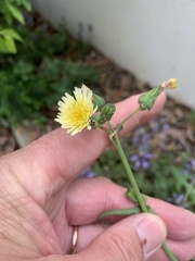 Sonchus oleraceus