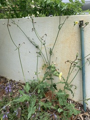 Sonchus oleraceus