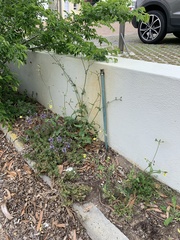 Sonchus oleraceus