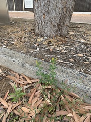 Melilotus indicus