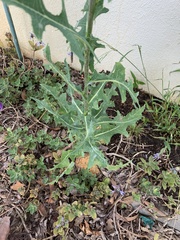Lactuca serriola