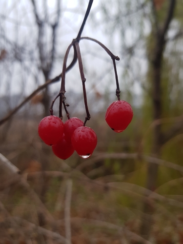 Viburnum plant photo (Viburnum spp.)
