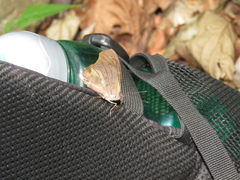 Lepidoptera