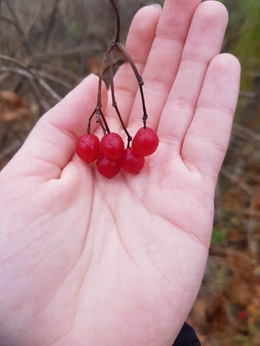 Viburnum opulus