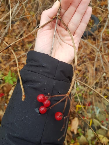 Viburnum opulus