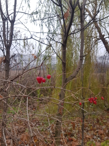 Viburnum opulus