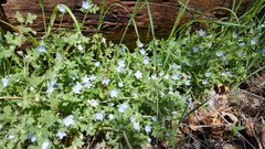 Nemophila menziesii integrifolia