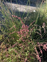 Atriplex prostrata