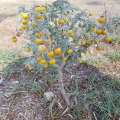 Solanum elaeagnifolium