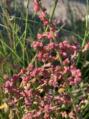 Atriplex prostrata