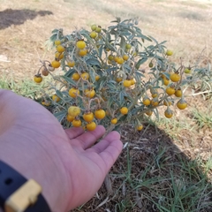 Solanum elaeagnifolium