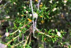 Spyridium eriocephalum