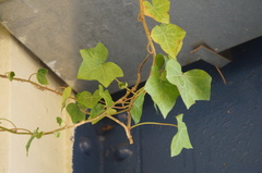 Hedera helix