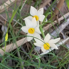 Narcissus tazetta