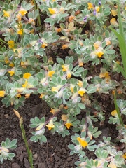 Acmispon brachycarpus