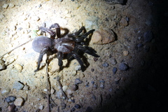 Prorachias