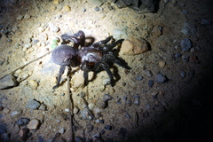 Prorachias