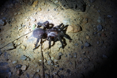 Prorachias