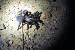 Prorachias