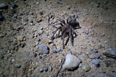 Plesiopelma