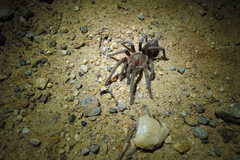 Plesiopelma