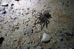 Plesiopelma