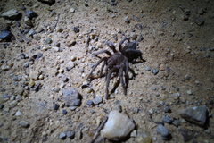 Plesiopelma