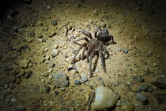 Plesiopelma