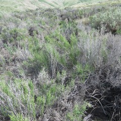 Allenrolfea occidentalis