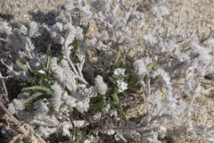 Cryptantha traskae