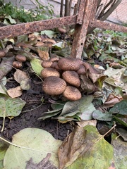 Armillaria