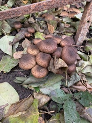 Armillaria