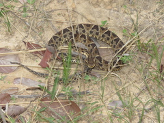 Bothrops neuwiedi