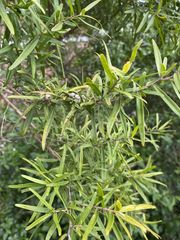 Leptospermum petersonii