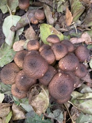 Armillaria