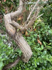 Leptospermum petersonii
