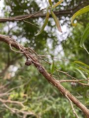 Leptospermum petersonii