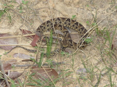 Bothrops neuwiedi