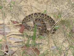 Bothrops neuwiedi