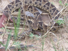 Bothrops neuwiedi