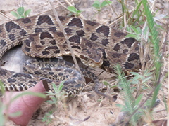 Bothrops neuwiedi