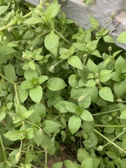 Stellaria media