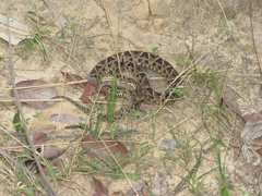 Bothrops neuwiedi