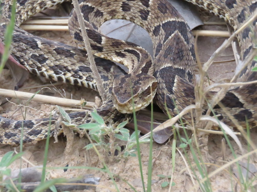 Photo of a Jararaca Pintada (Bothrops neuwiedi)