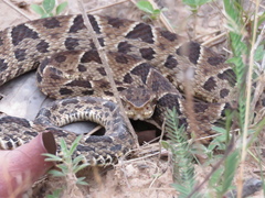 Bothrops neuwiedi