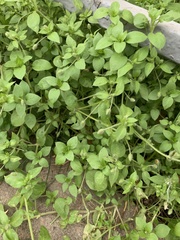 Stellaria media