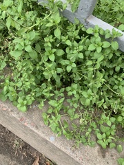 Stellaria media