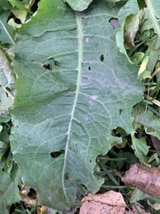 Rumex confertus