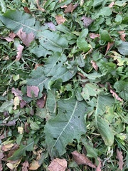 Rumex confertus