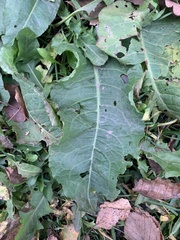 Rumex confertus